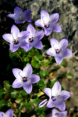 campanula fragilis x sito